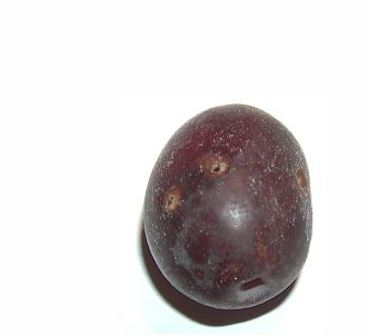 fori di uscita della mosca